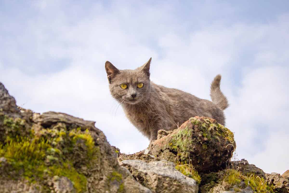 apprivoiser-chat-sauvage