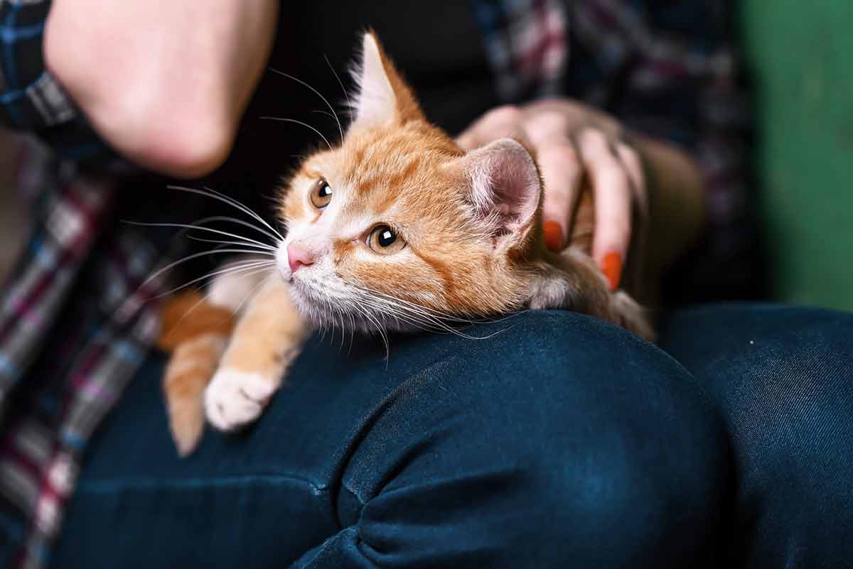 bienfaits d’avoir un chat sur votre santé