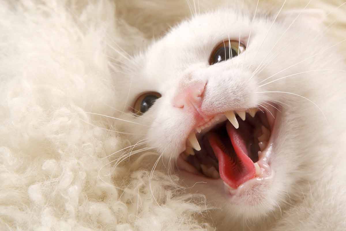 brosser les dents de votre chat