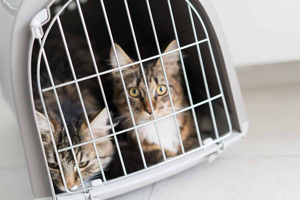 3 astuces pour réussir à calmer votre chat lors d
