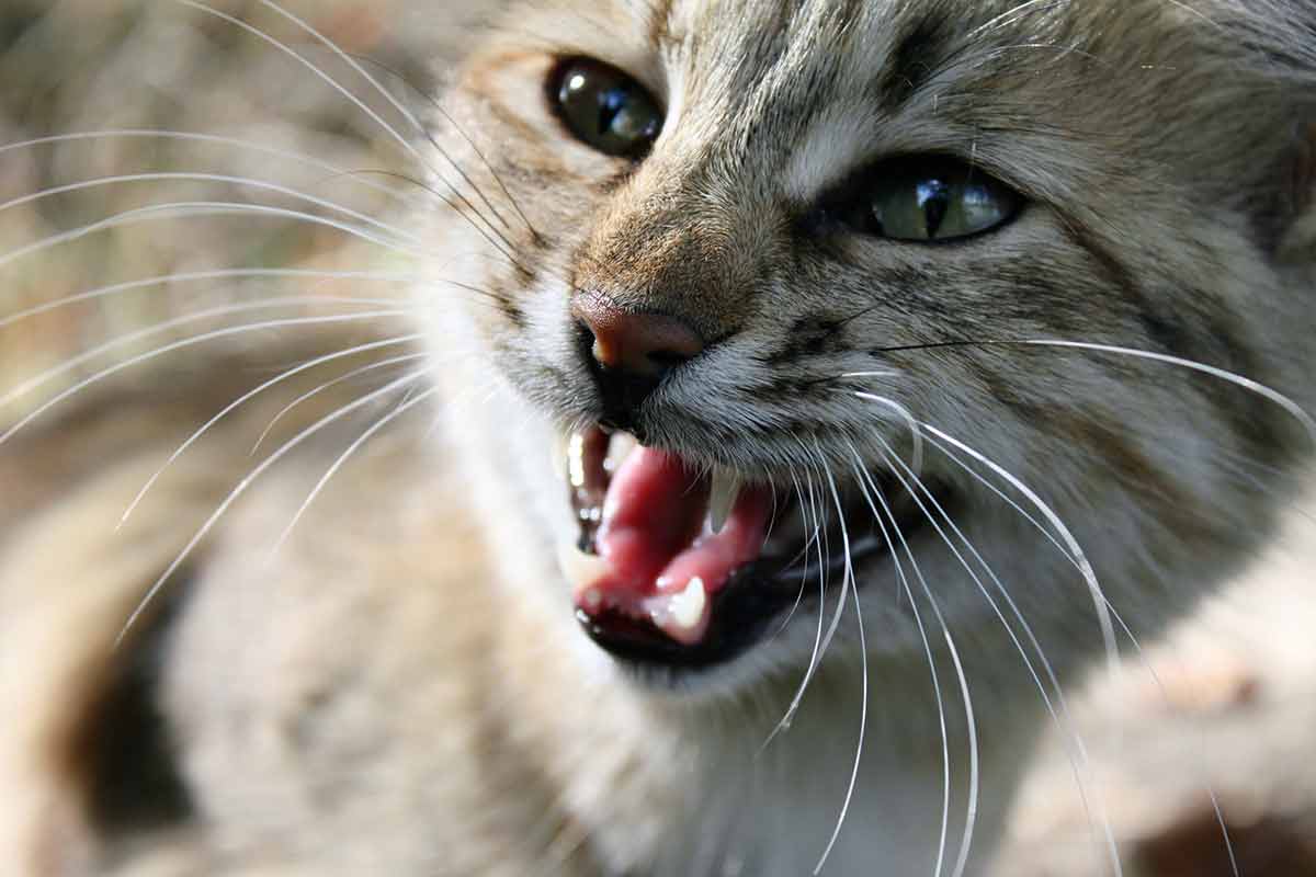 chat-dents-jaunes
