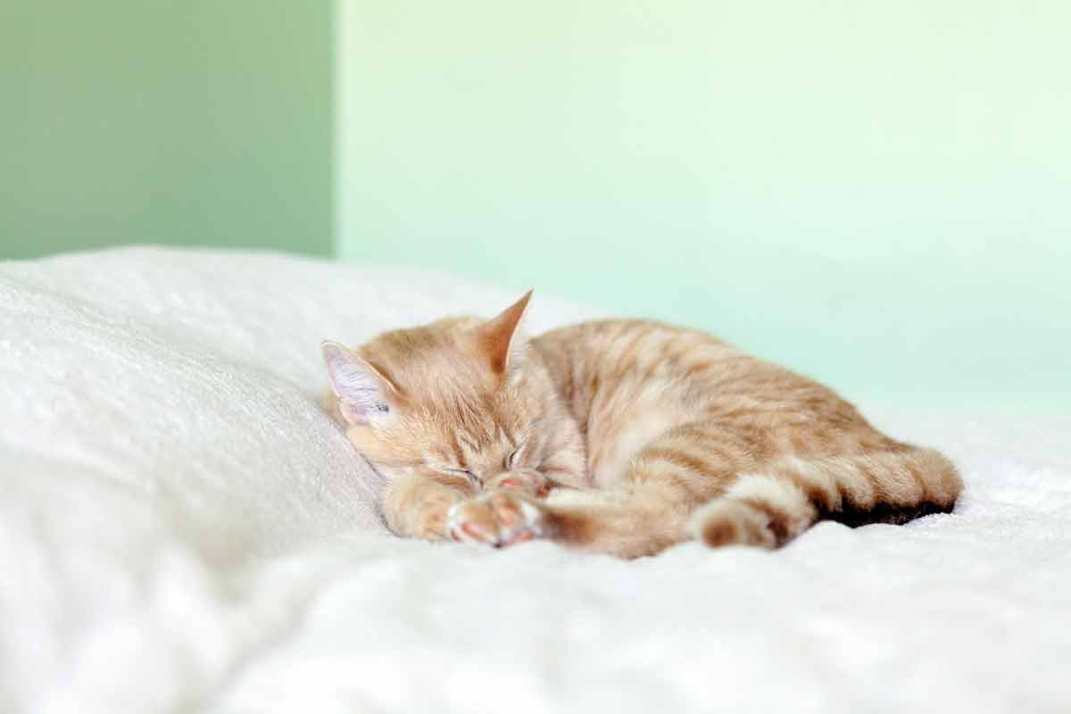 chat dort toujours sur votre oreiller