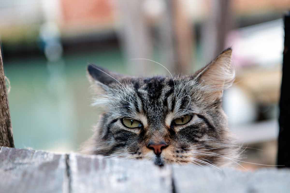 chat va s’éloigner de son maître