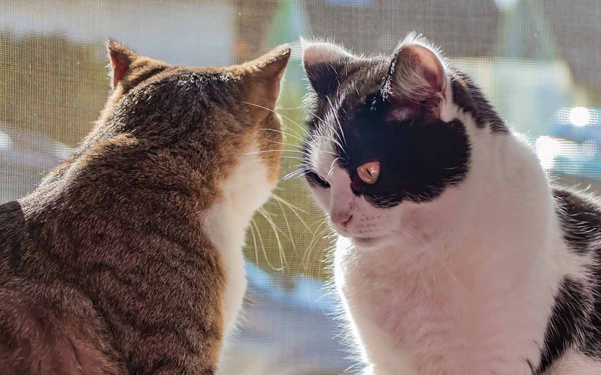 chat-jaloux