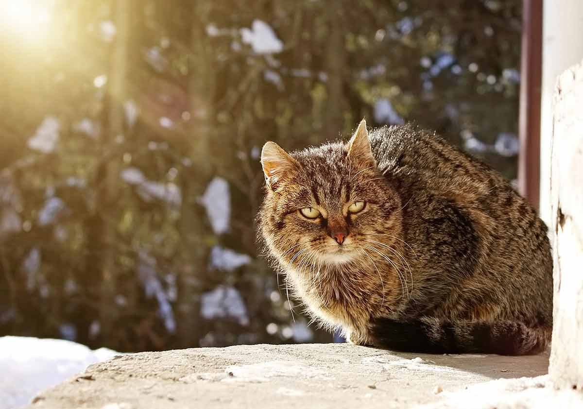 chats préfèrent le chaud ou bien le froid