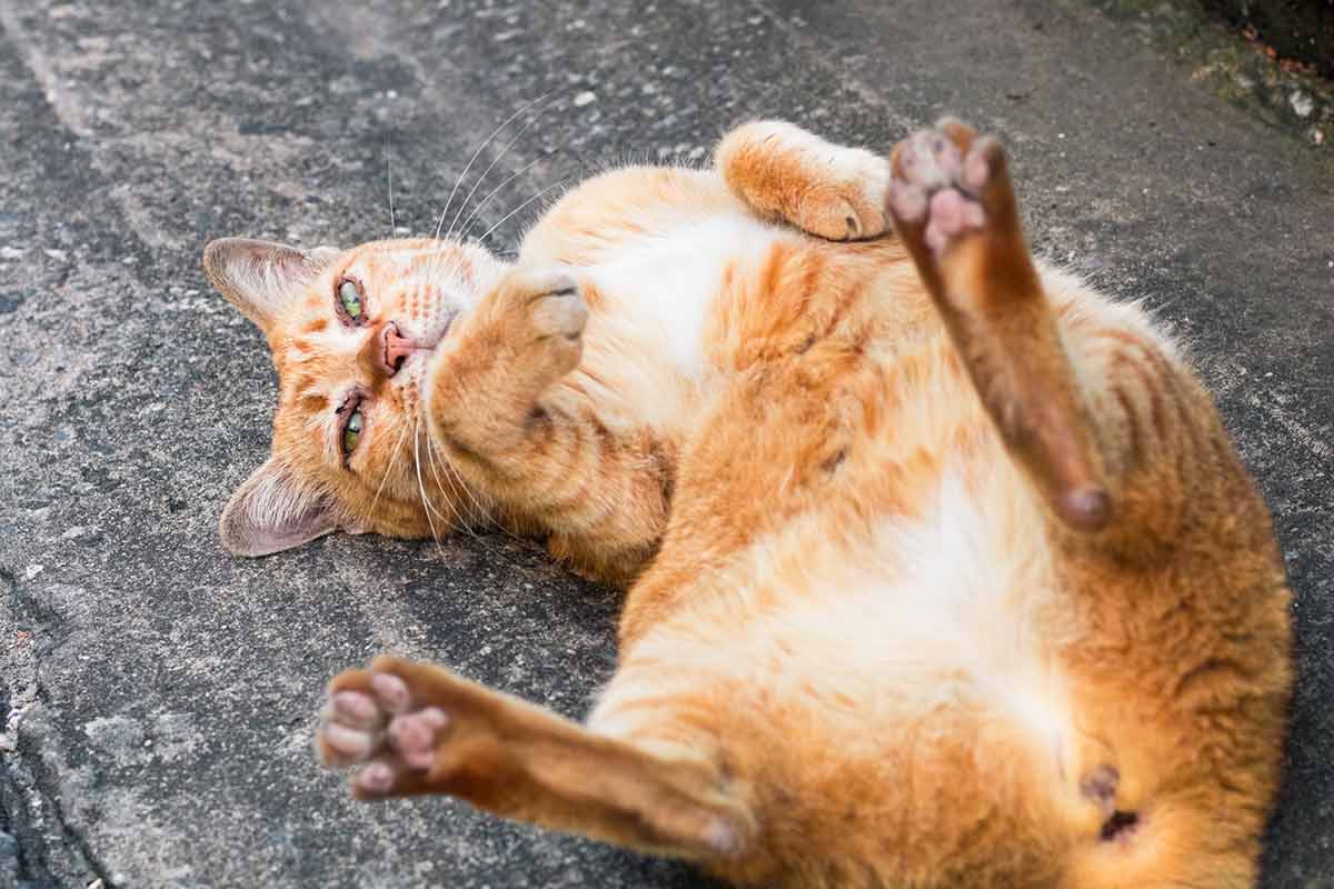 Pourquoi mon CHAT se ROULE par TERRE ? (10 Causes) 