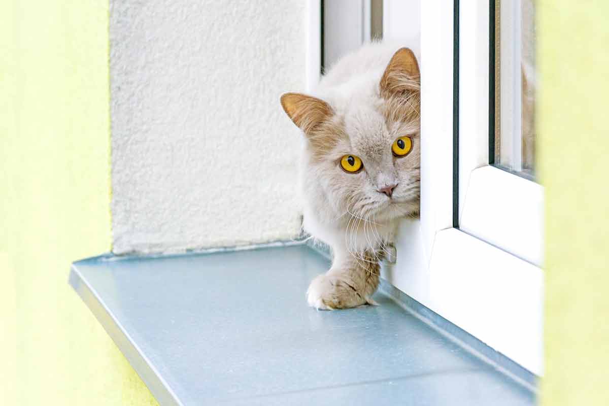 chat-sortir-maison