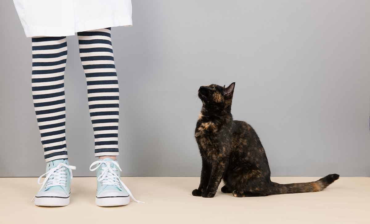 chat tourne toujours en rond autour de vous