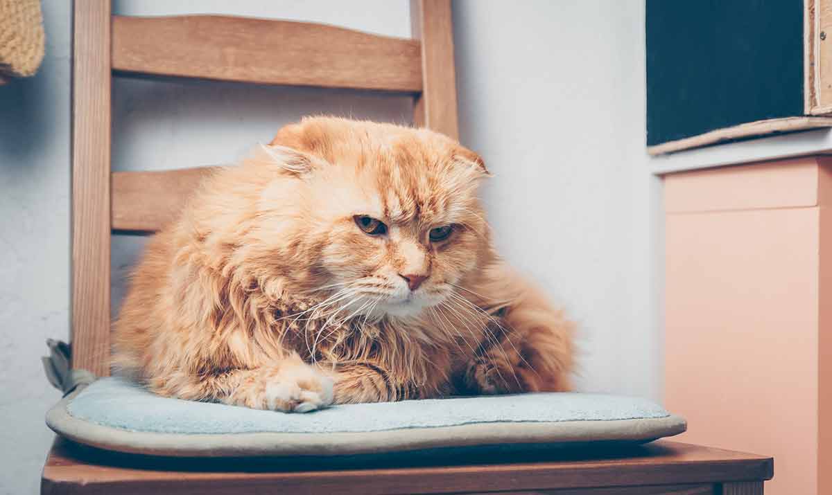chat-vous-ignore