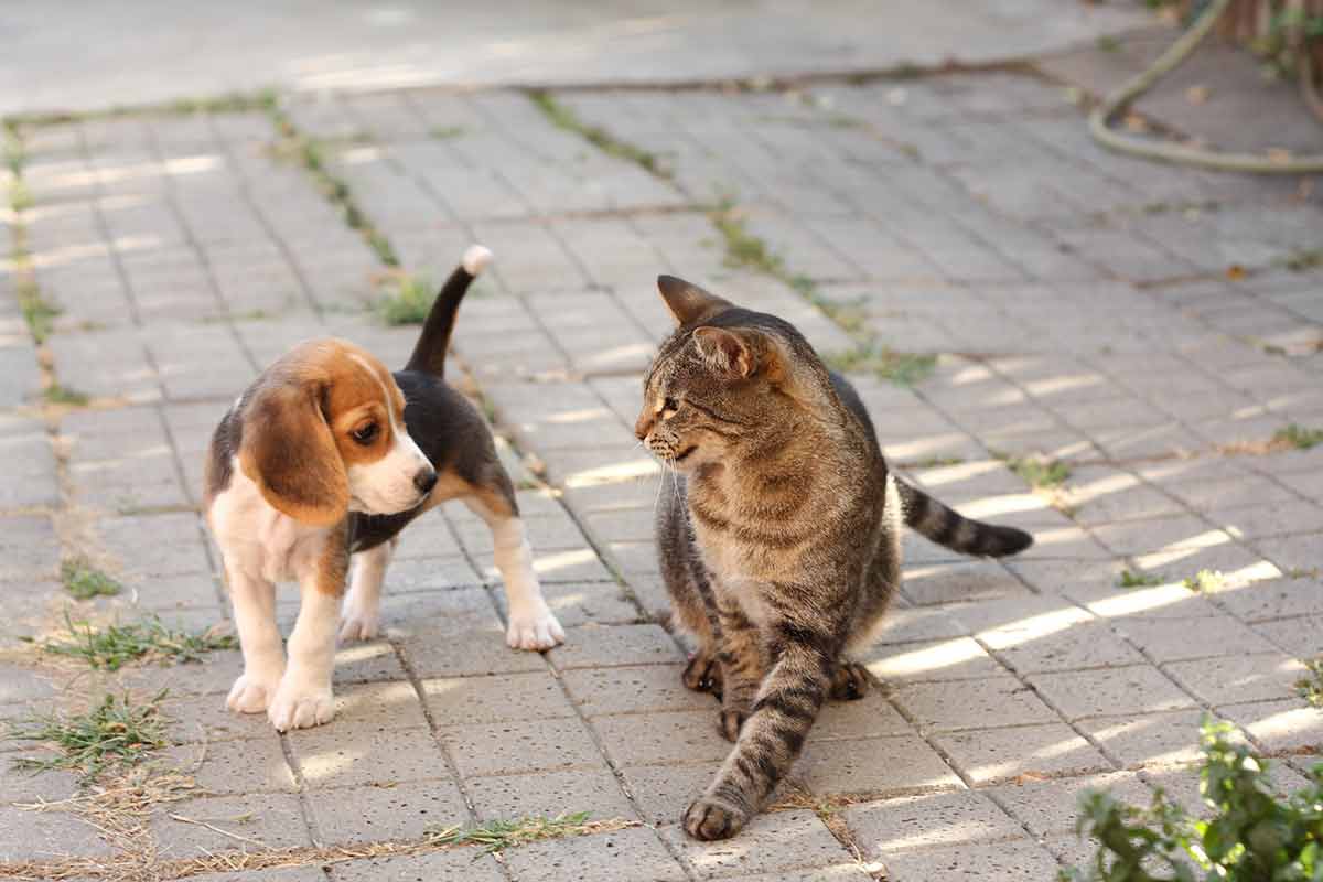 chats-et-chiens-se-detestent