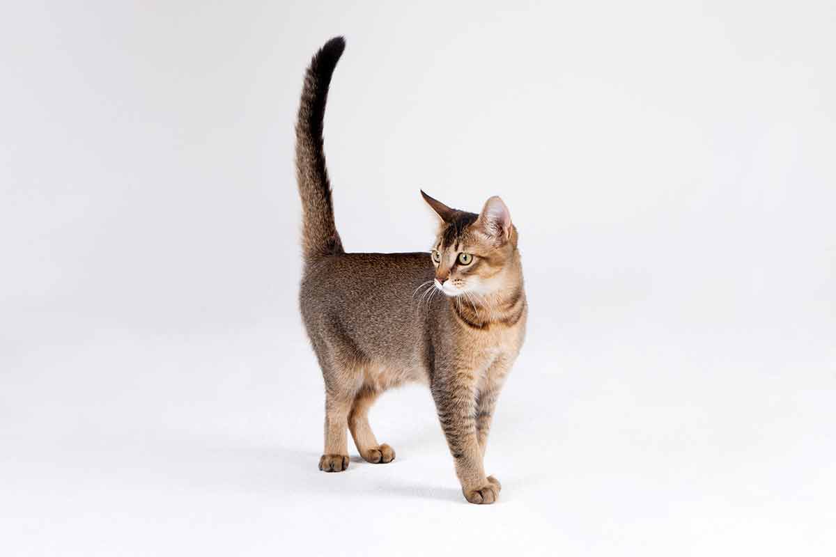 comment chat communique avec sa queue