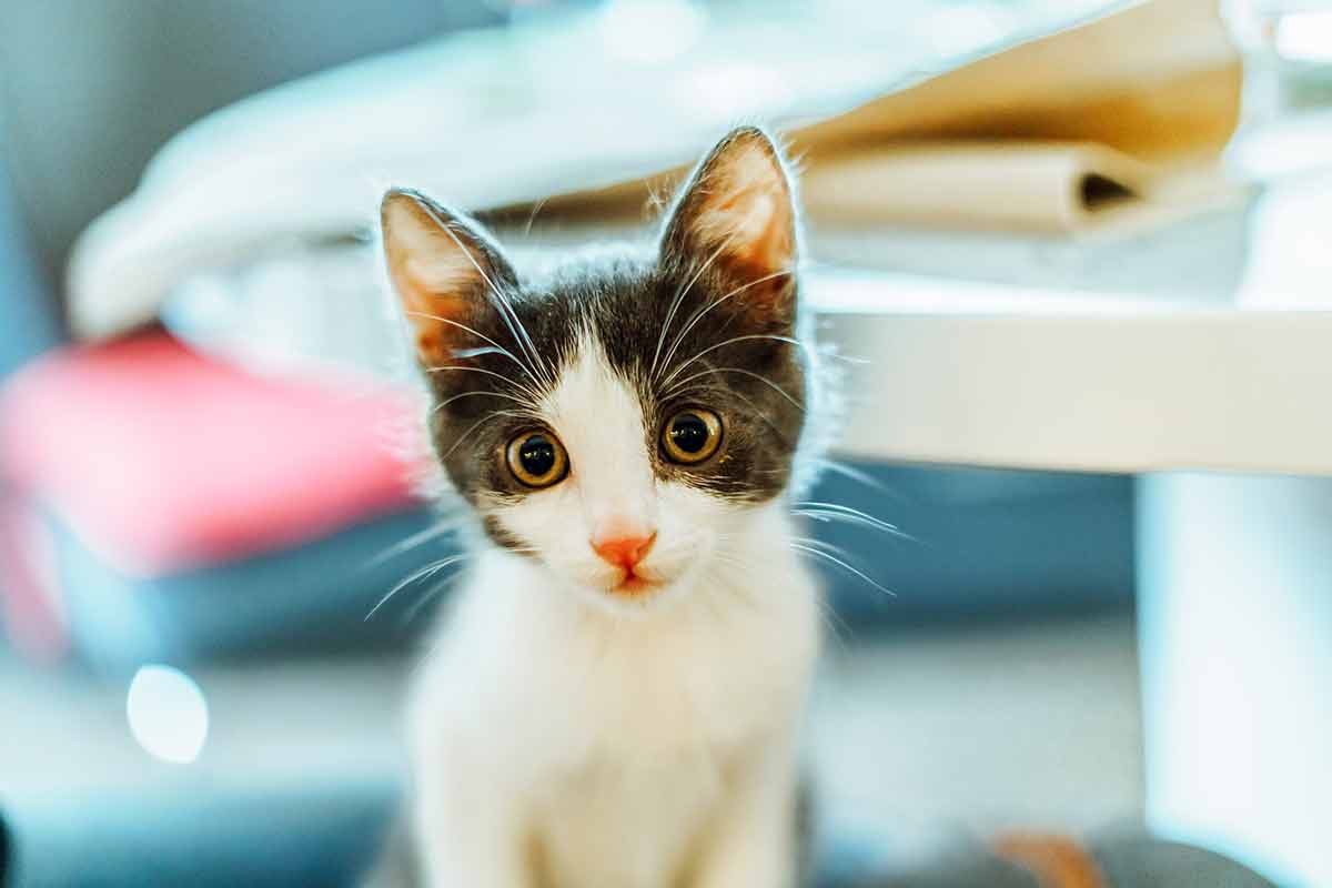 couleurs-perturber-chat