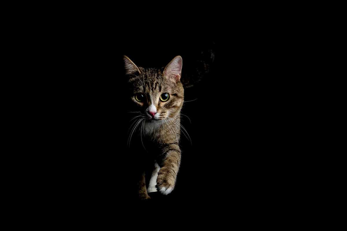eviter-chat-se-reveille-nuit