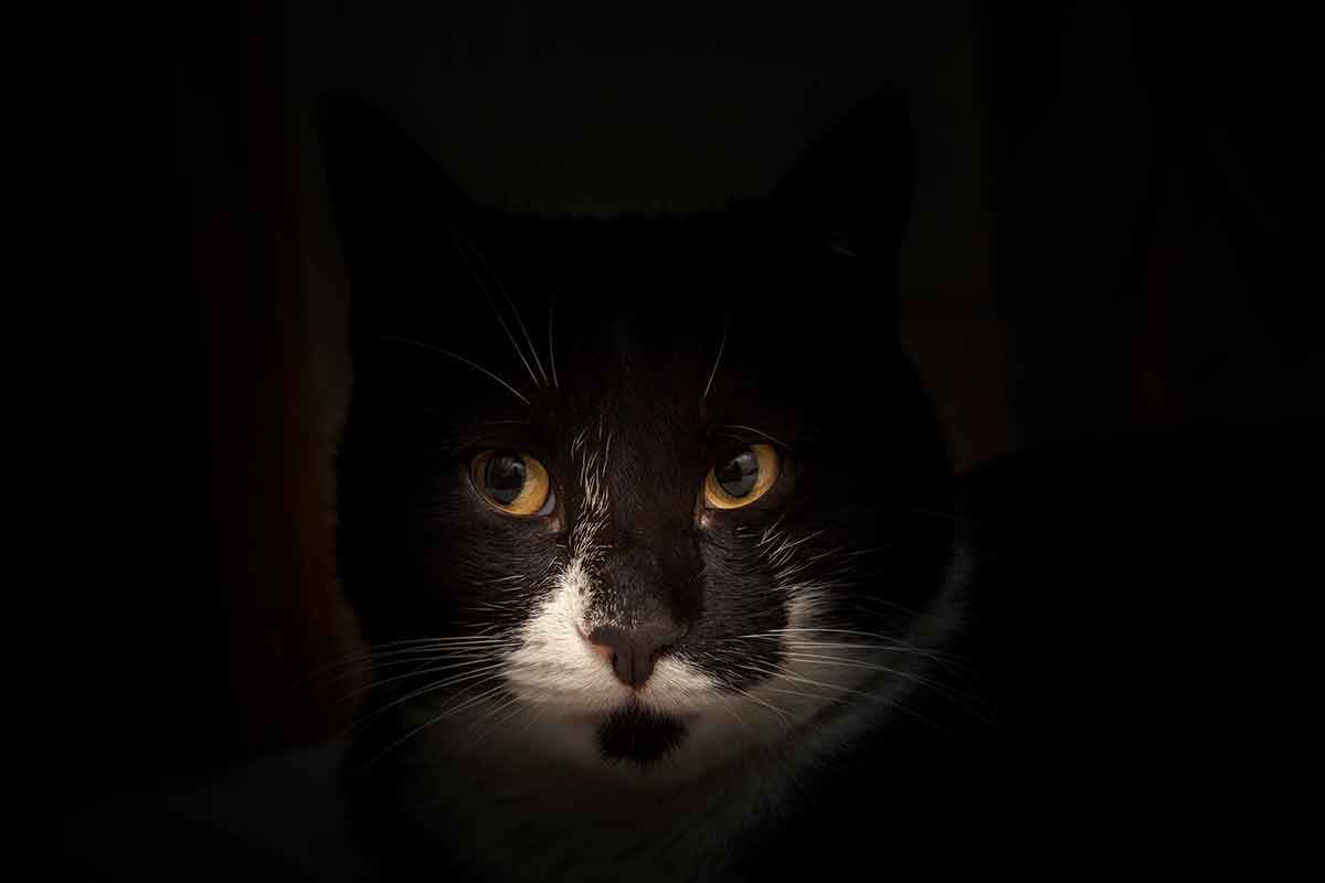 faut-il-laisser-lumiere-nuit-chat