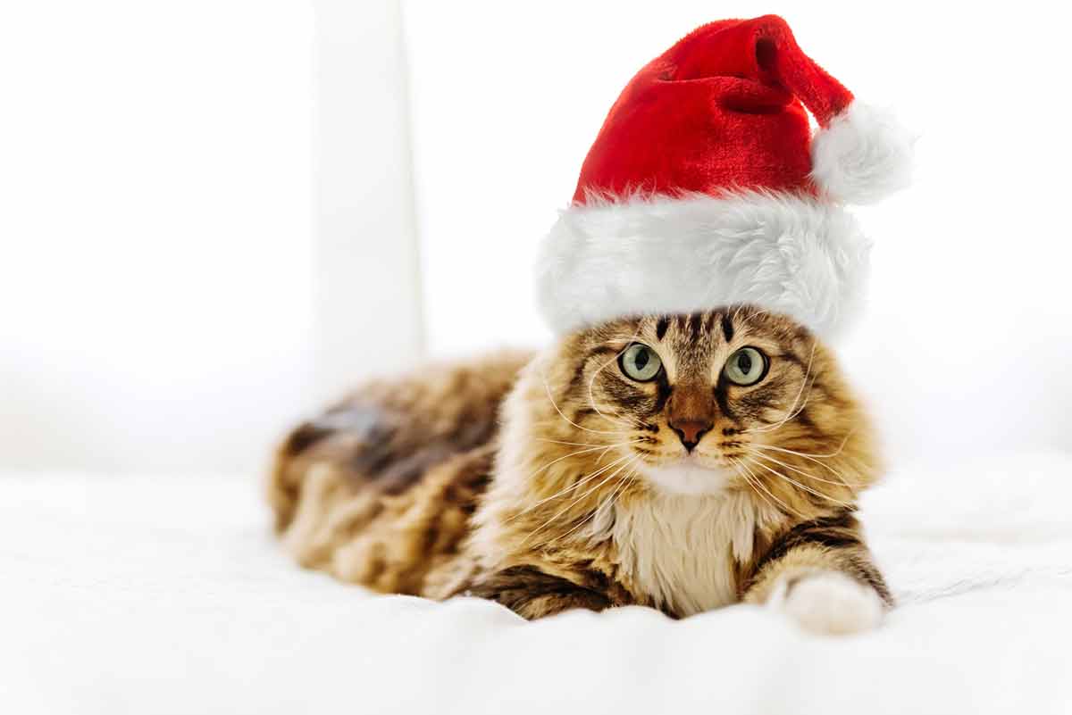 habiller-chat-pour-noel