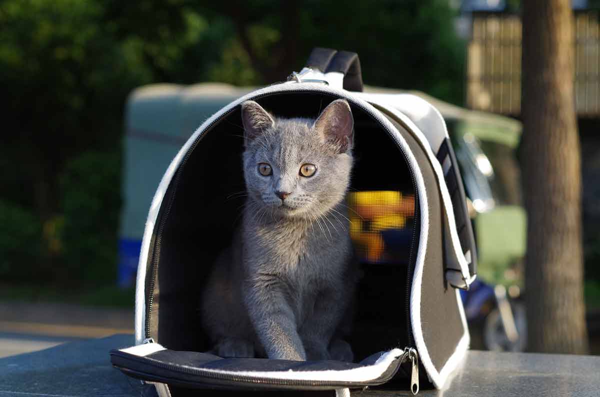 habituer votre chat aux trajets en voiture