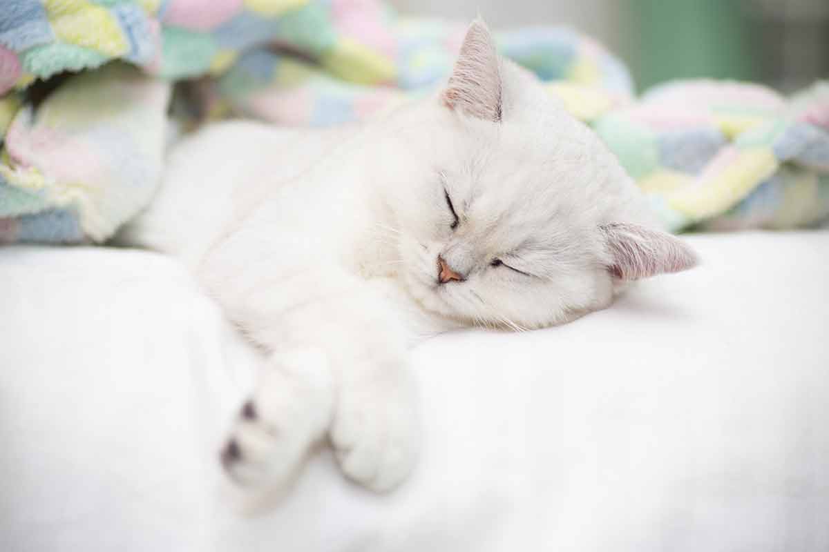 laisser votre chat faire la sieste sur votre lit