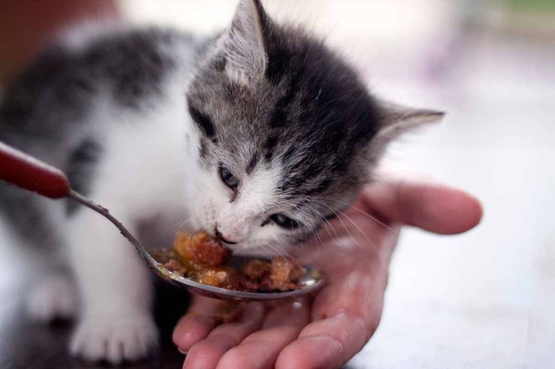 Quel est le meilleur moment de la journée pour donner à manger à votre chat ?