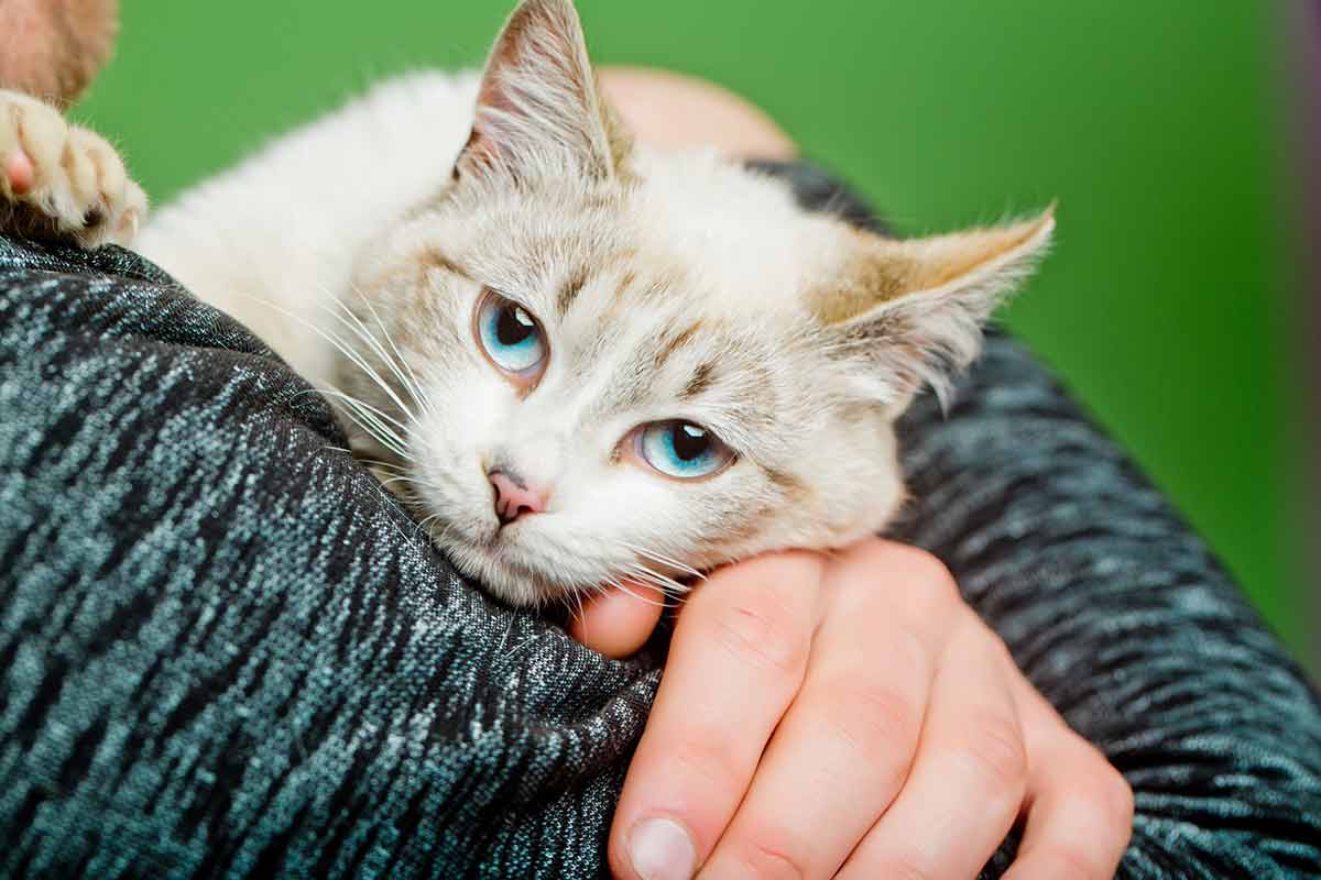 pas-laisser-chat-lecher-visage