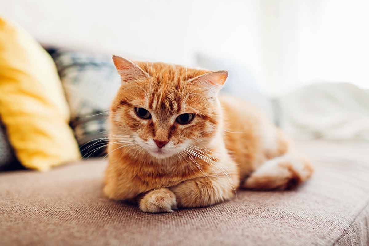 quel est le poids d un chat obèse