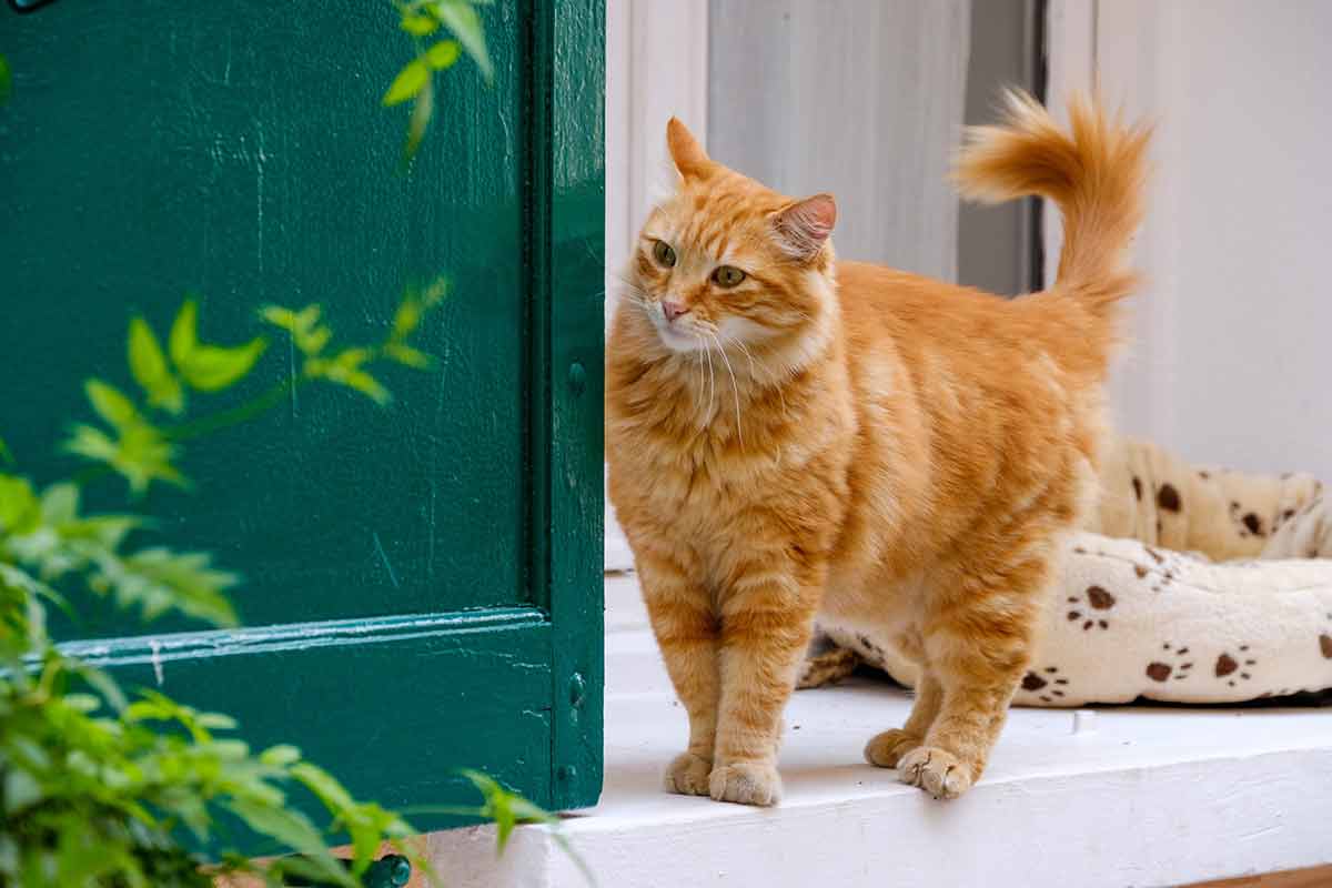 chat déteste autant les portes fermées
