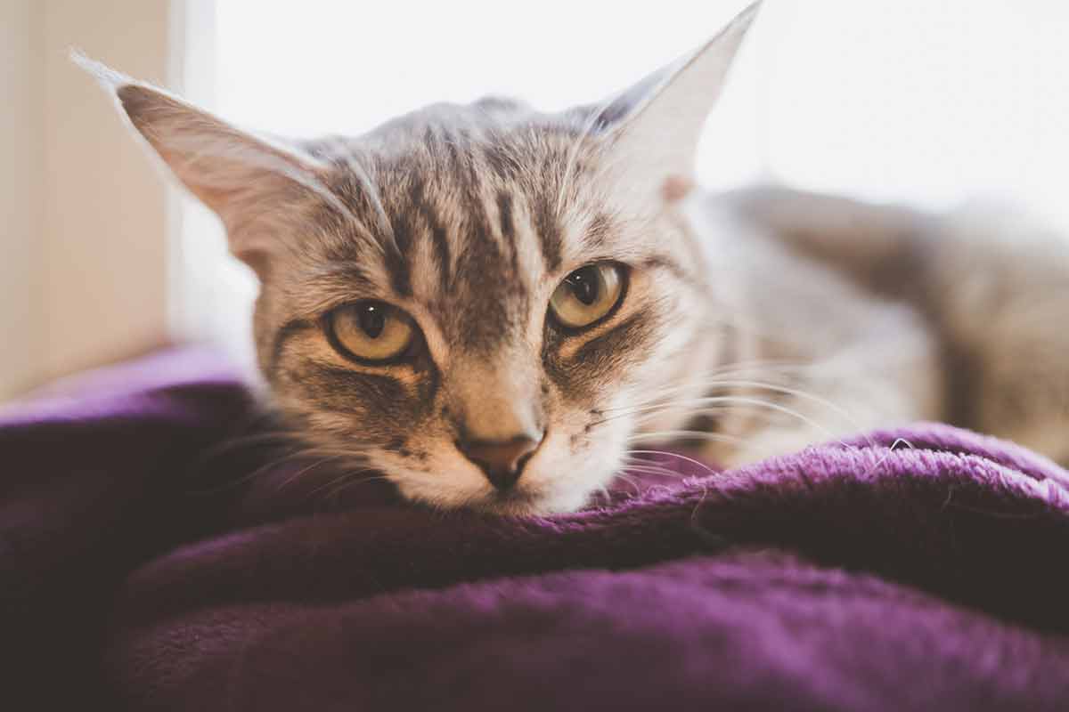 pourquoi-chat-fixer-dans-les-yeux