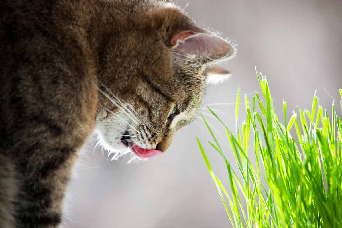 pourquoi-chat-mange-herbe-jardin