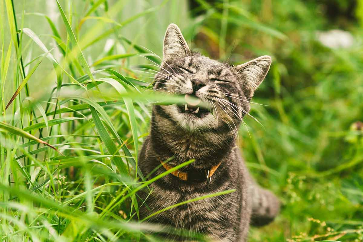 pourquoi chat mange herbe