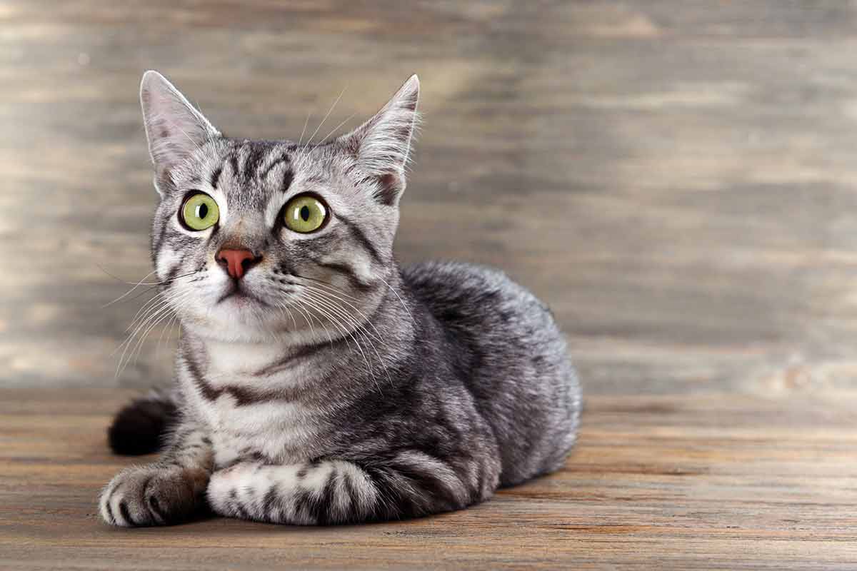 Pourquoi votre chat miaule tout le temps