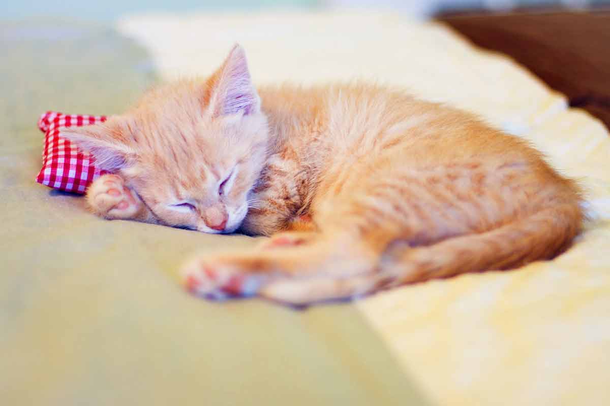 pourquoi-chat-tremble-quand-il-dort