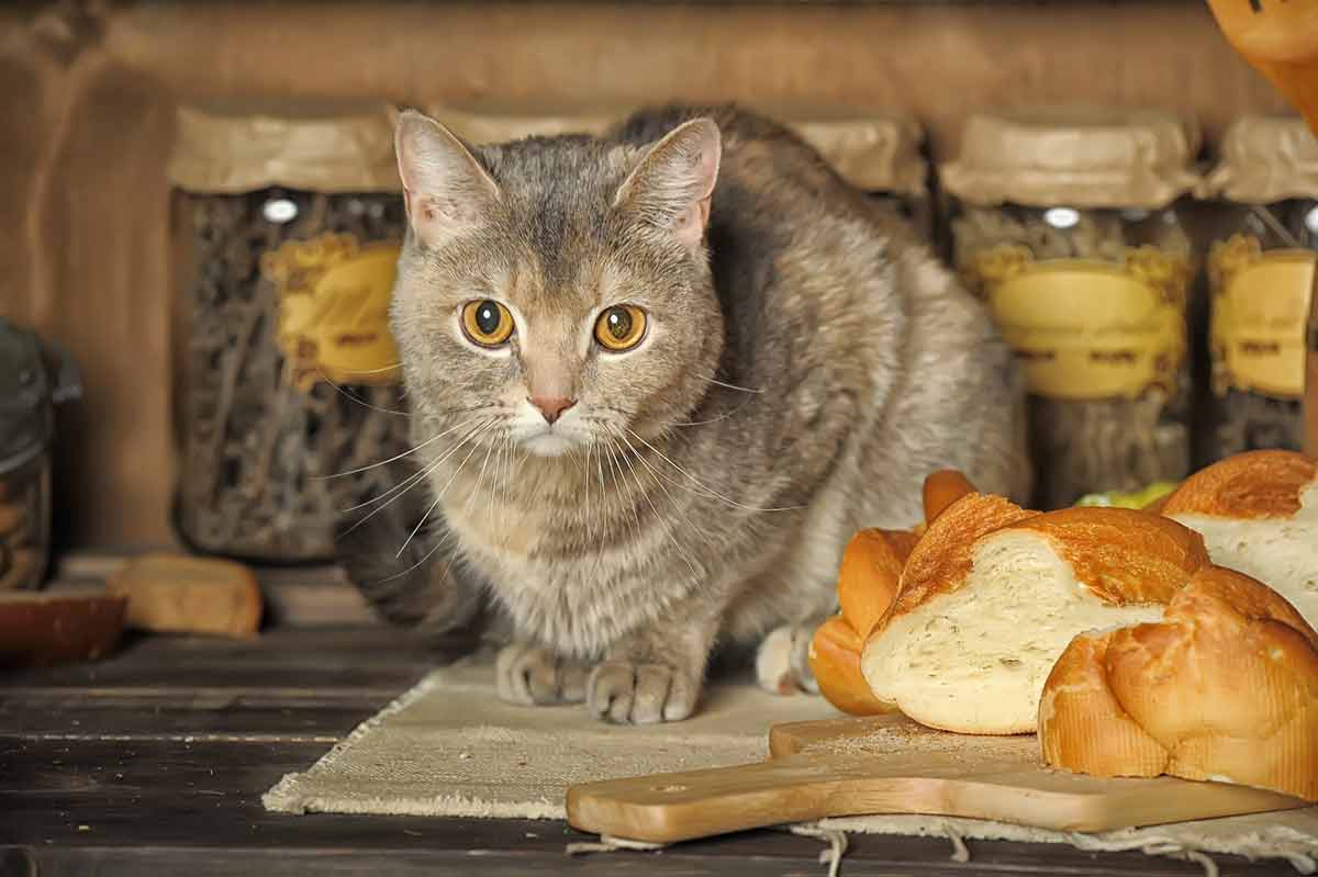 pas donner de pain à votre chat