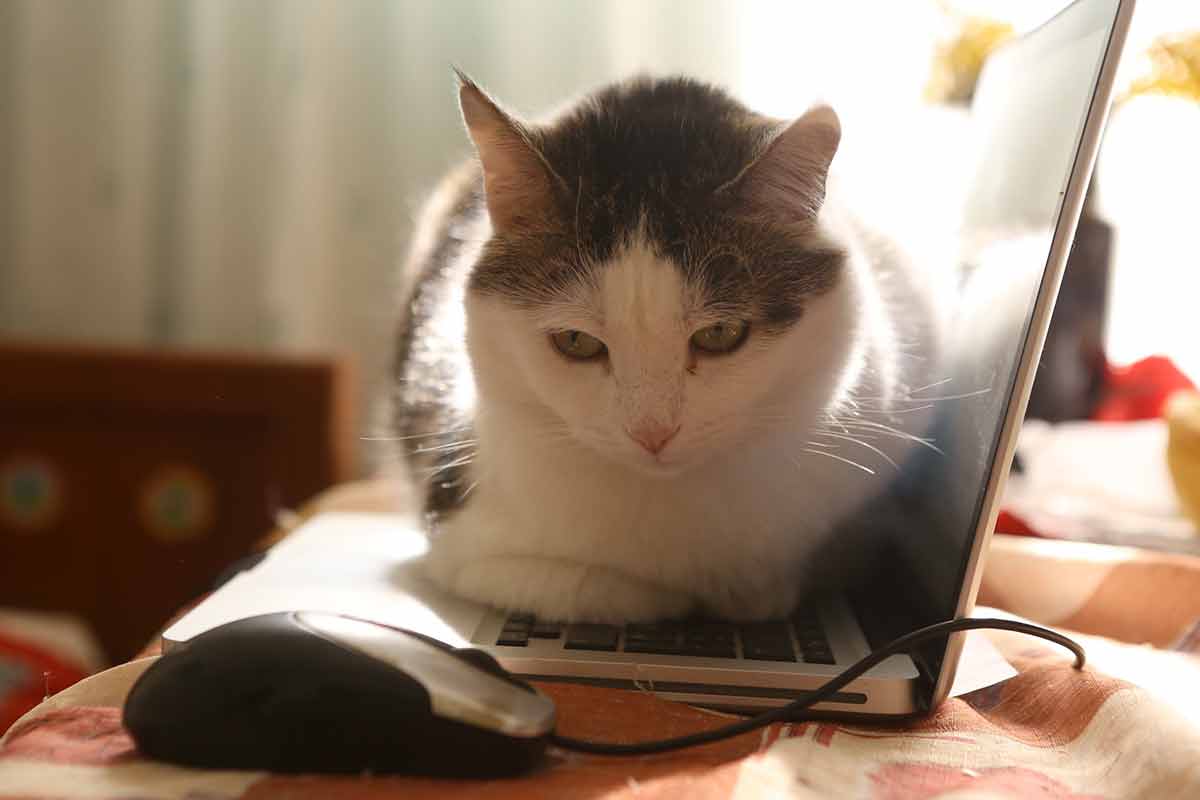 proteger-ordinateur-chat
