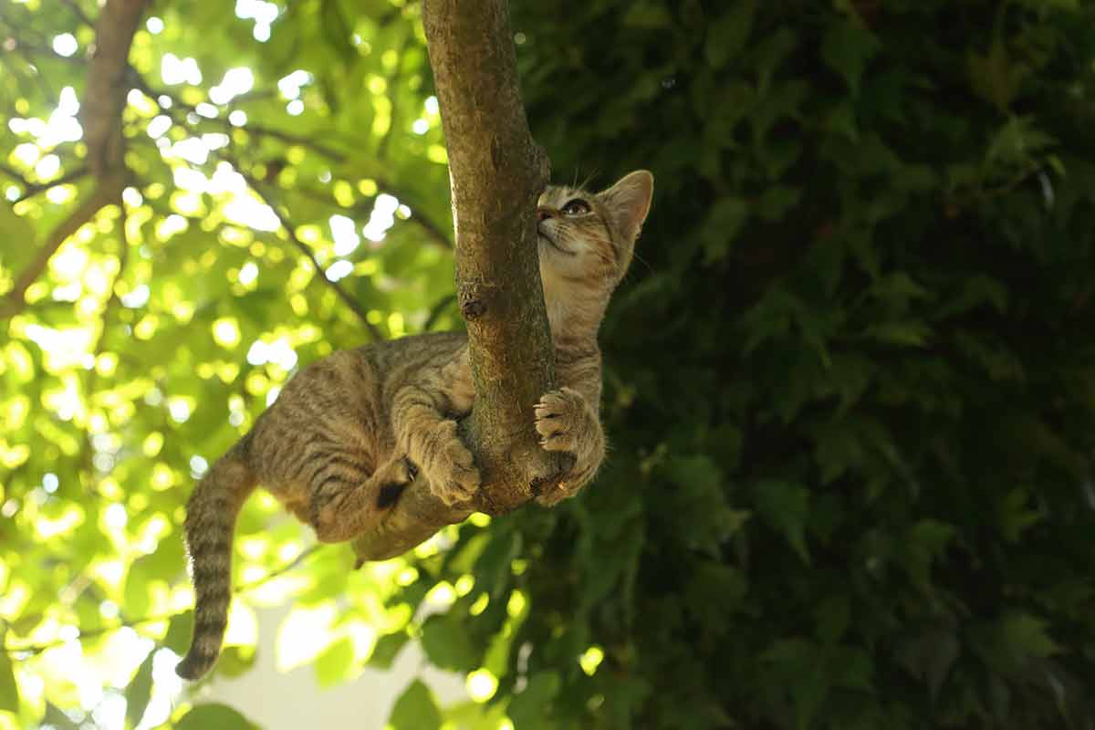 quelle hauteur un chat peut tomber sans se faire mal