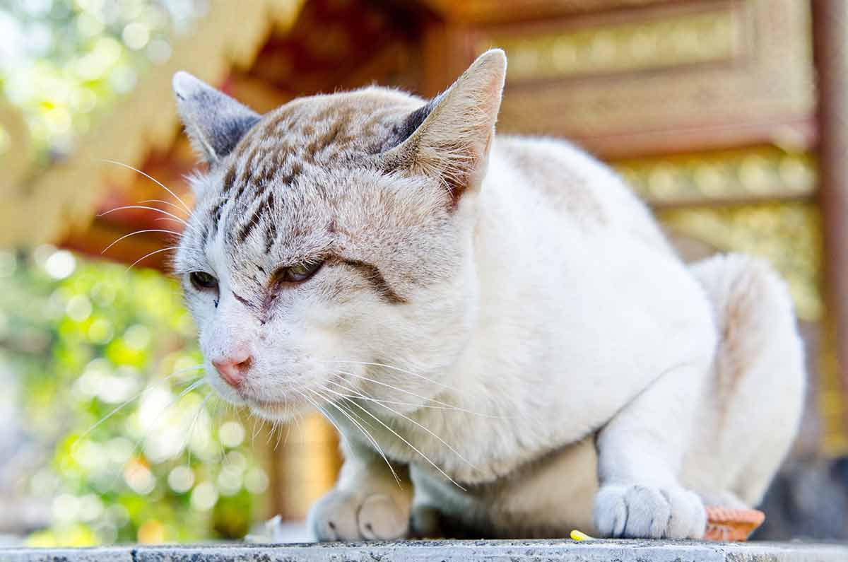 signes-chat-vieillir