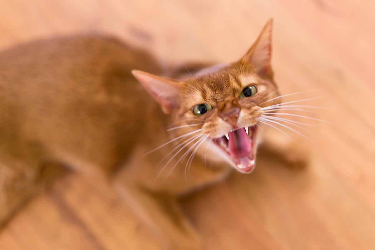 types-personnes-chat-aime-pas-du-tout