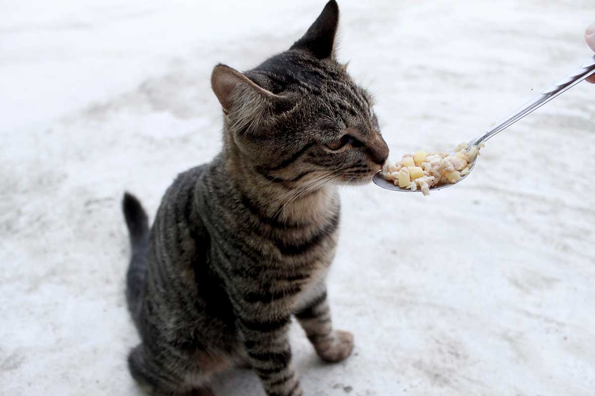 aliments-chat-heureux