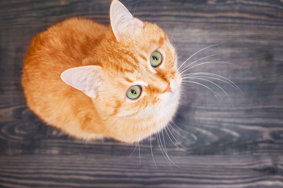 astuces-faciliter-vie-proprietaire-chat