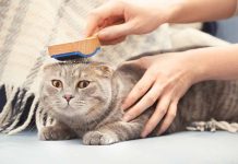brosser votre chat tous les jours