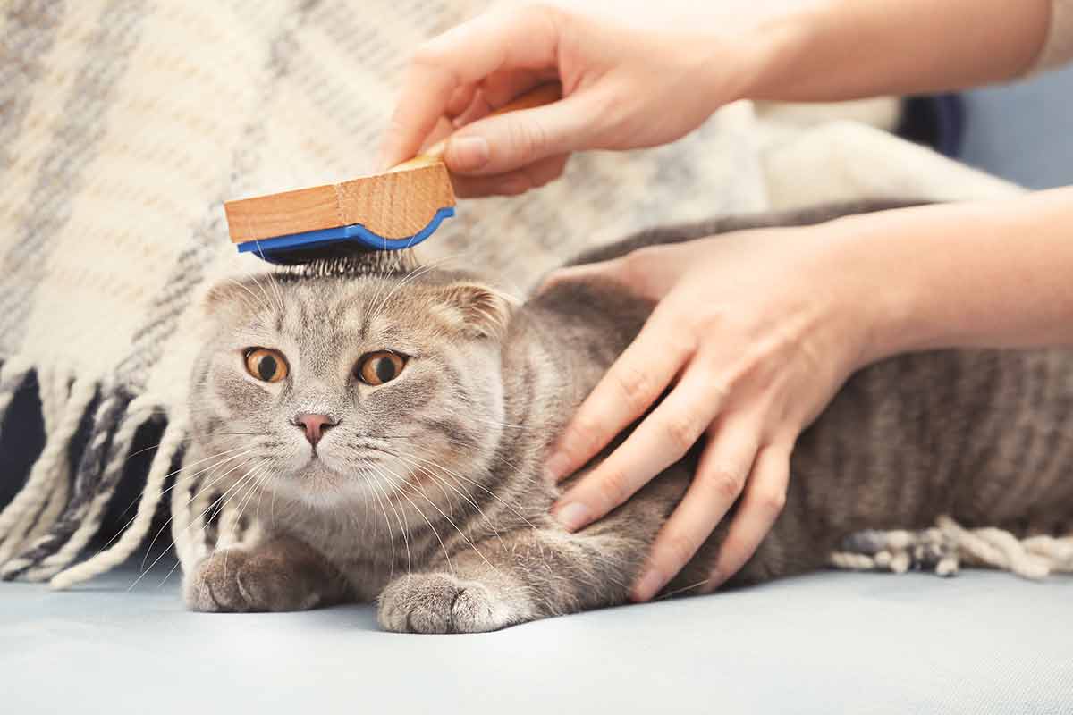 brosser votre chat tous les jours