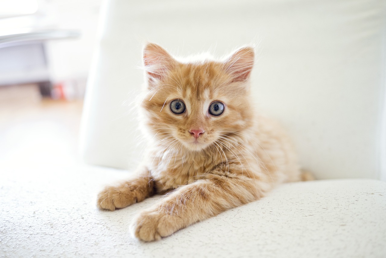 ce-que-ressent-chat-absenter-maison