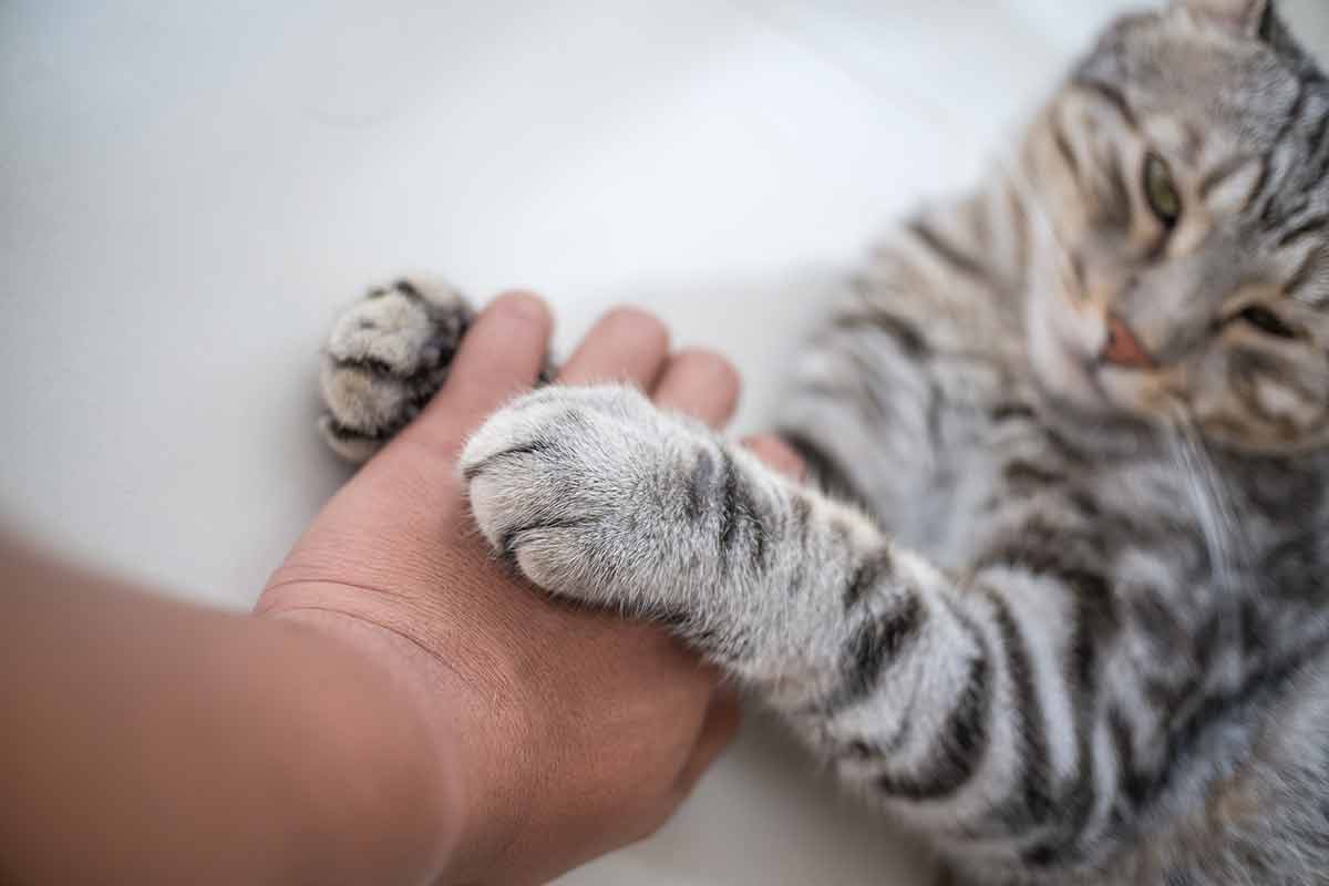 chat-aime-pas-toucher-pattes
