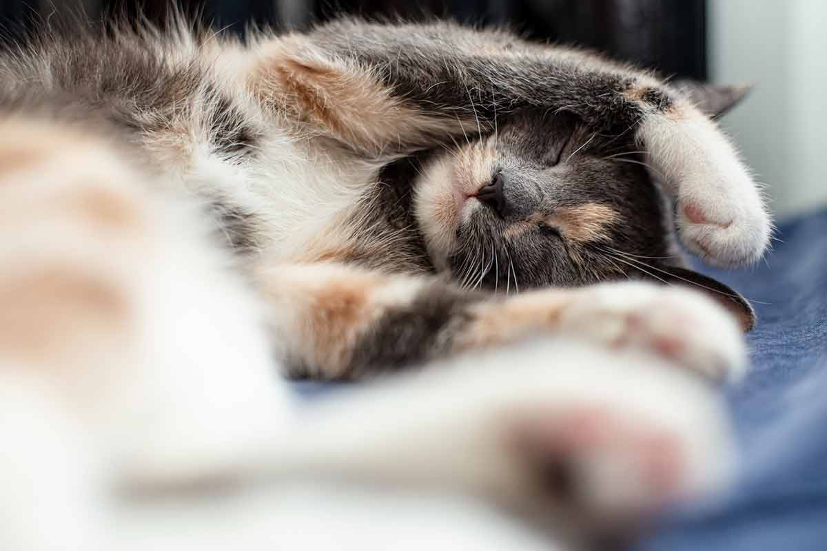 chat couvre son visage quand il dort