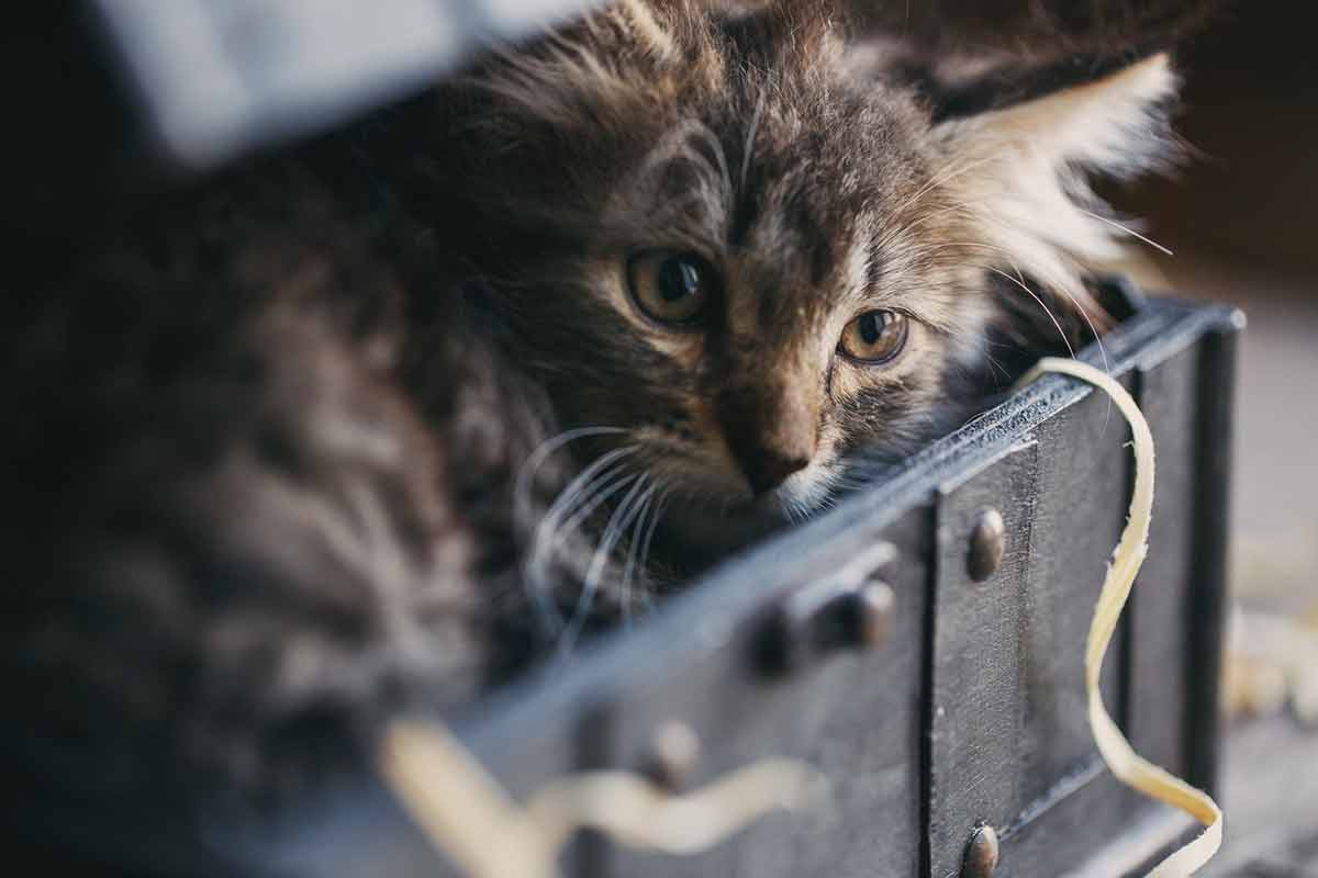 chat-hyperactif
