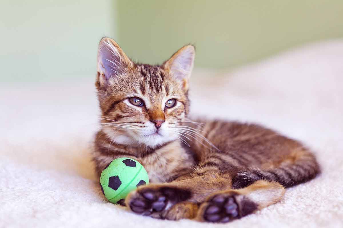 chat-jamais-jouer