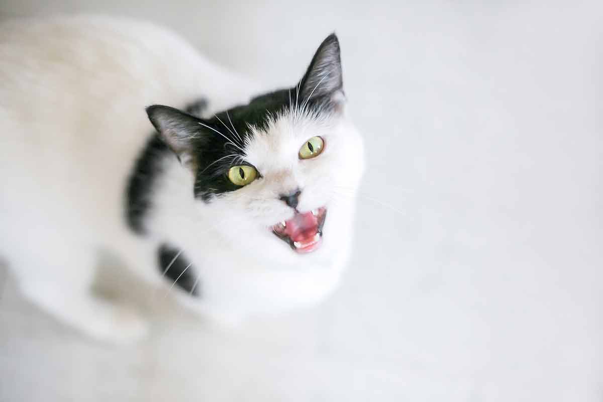 chat-peut-me-detester