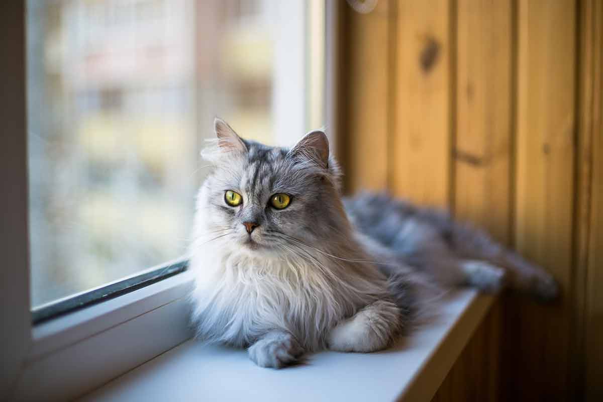 chat pour protéger la maison