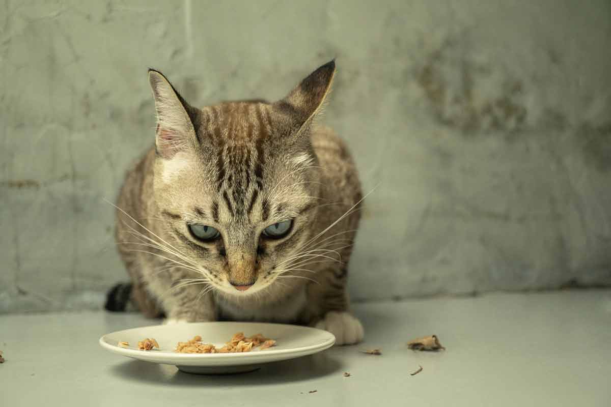 chat refuse de manger