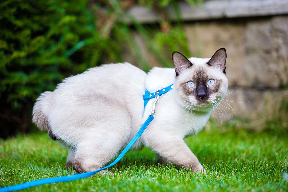 chat est il fait pour sortir se promener en laisse