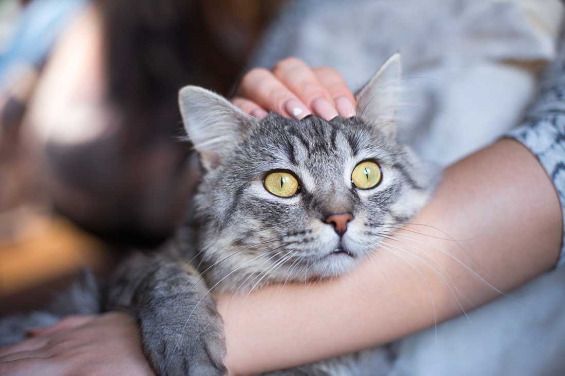 chat vous aime seulement parce que vous lui donnez à manger