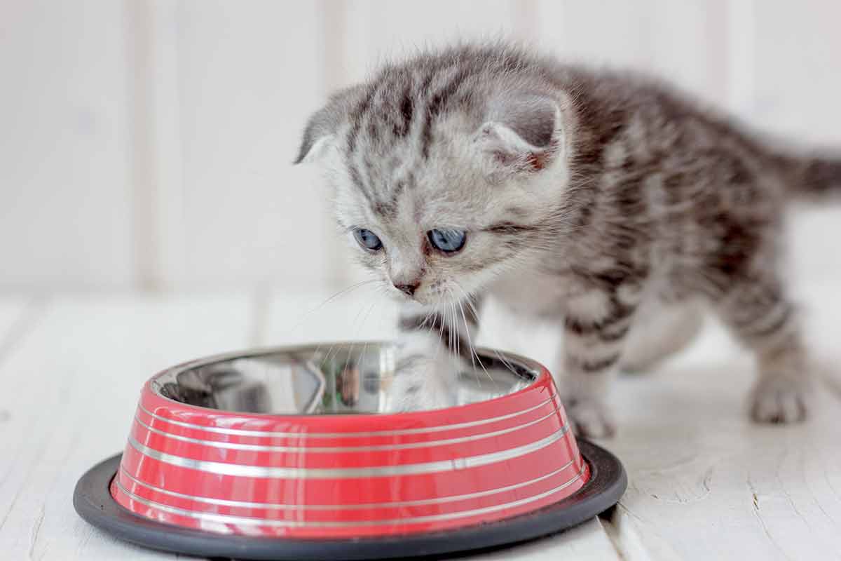 choisir la gamelle de votre chat